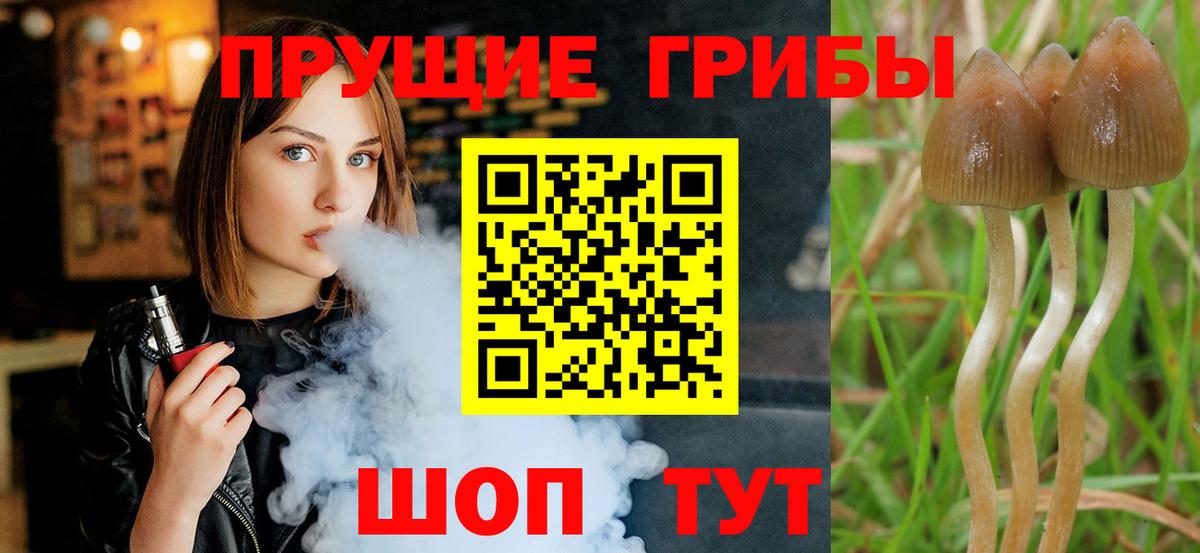 Псилоцибиновые грибы прущие грибы Губаха